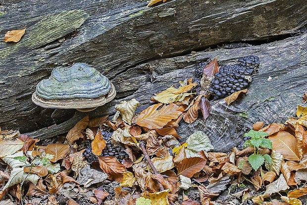 hliva ustricovitá Pleurotus ostreatus (Jacq.) P. Kumm.