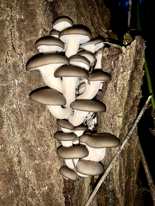 hliva ustricovitá Pleurotus ostreatus (Jacq.) P. Kumm.