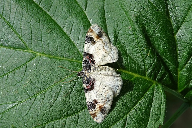 piadivka bučinová atarhoe cuculata