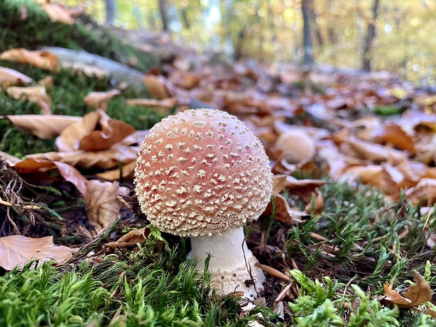 muchotrávka červená Amanita muscaria (L.) Lam.