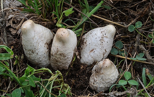 strieška bedľovitá Chlorophyllum agaricoides (Czern.) Vellinga