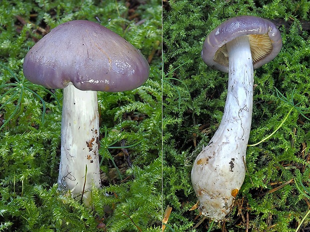 pavučinovec fialovastý Cortinarius salor Fr.