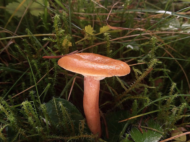 rýdzik pomarančový Lactarius aurantiacus (Pers.) Gray