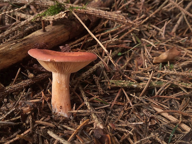 rýdzik Lactarius sp.