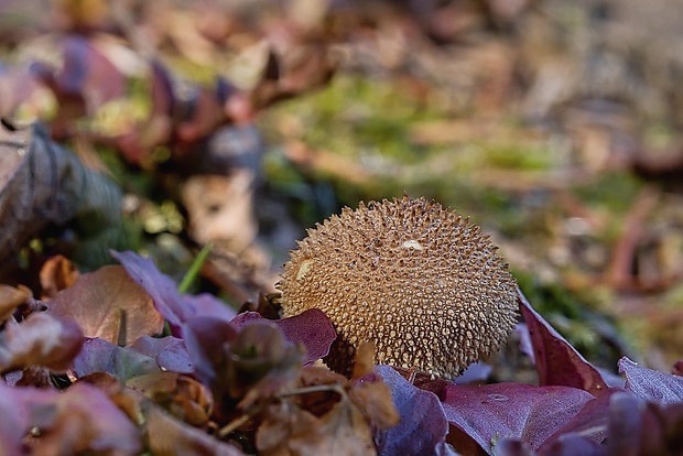 prášnica huňatá Lycoperdon umbrinum Hornem.