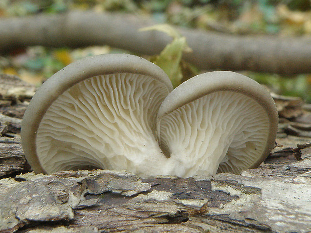 hliva ustricovitá Pleurotus ostreatus (Jacq.) P. Kumm.