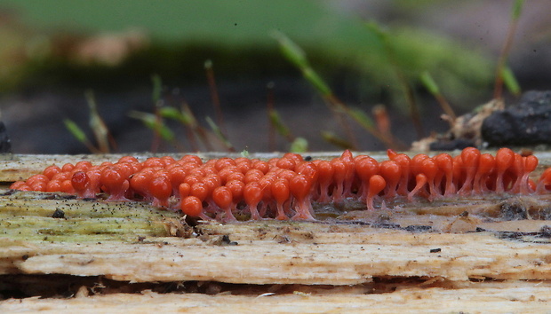 vlasnačka Trichia sp.