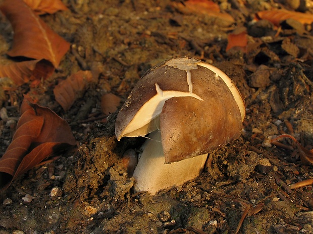 hríb smrekový Boletus edulis Bull.