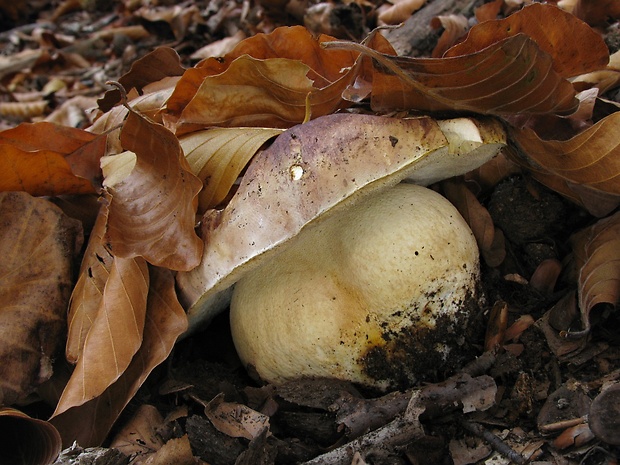 hríb sosnový Boletus pinophilus Pil. et Dermek in Pil.