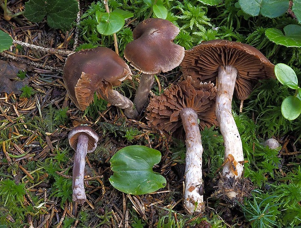 pavučinovec purpurovogaštanový Cortinarius tortuosus (Fr.) Fr.