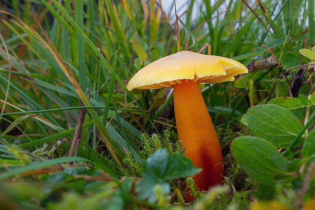 lúčnica páchnuca Hygrocybe quieta (Kühner) Singer