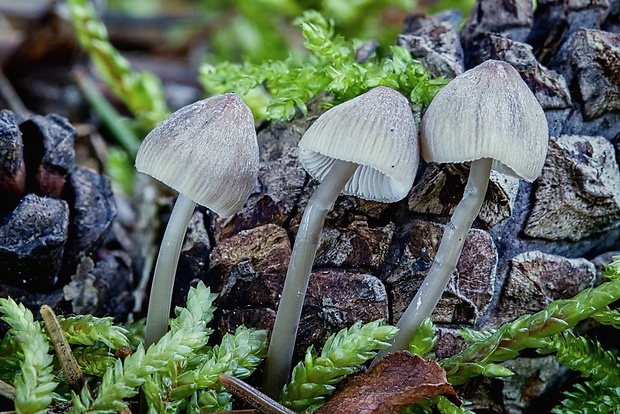 prilbička Mycena sp.