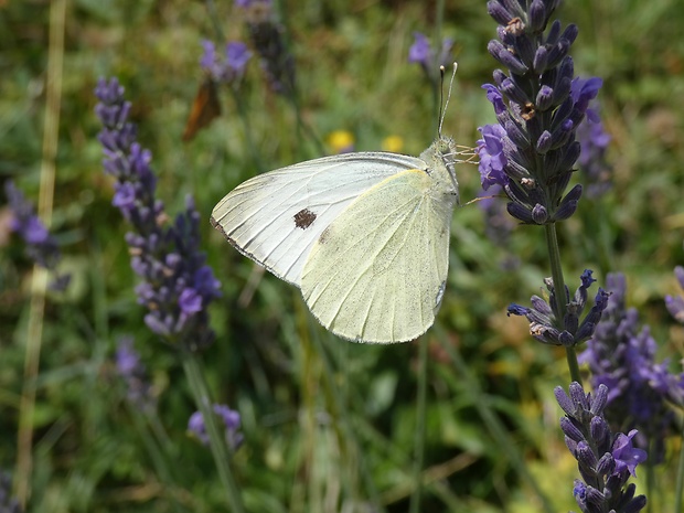 mlynárik kapustový Pieris brassicae