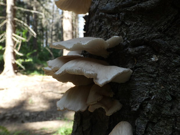 hliva smreková ? Pleurotus abieticola R.H. Petersen & K.W. Hughes