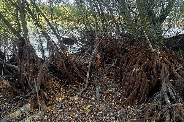 vŕba - záplavové korene Salix sp.