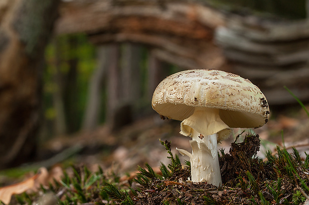 muchotrávka citrónovožltá Amanita citrina Pers.