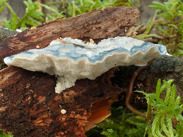 šťavnatec modrastý Cyanosporus caesius (Schrad.) McGinty