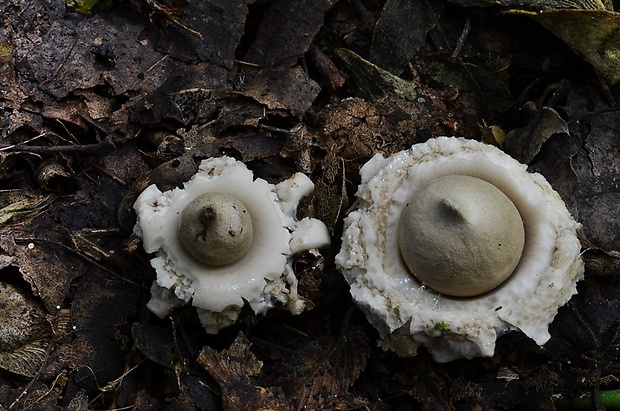 hviezdovka Geastrum sp.