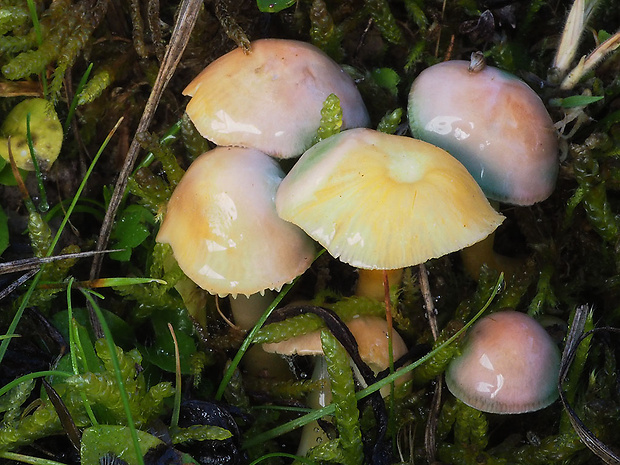 lúčnica žltozelená Gliophorus psittacinus (Schaeff.) Herink