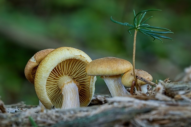 šupinovec nevoňavý Gymnopilus penetrans (Fr.) Murrill