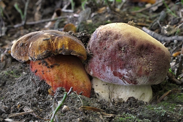 zmiešané manželstvo... Neoboletus luridiformis / Boletus pinophilus Pil. et Dermek in Pil.