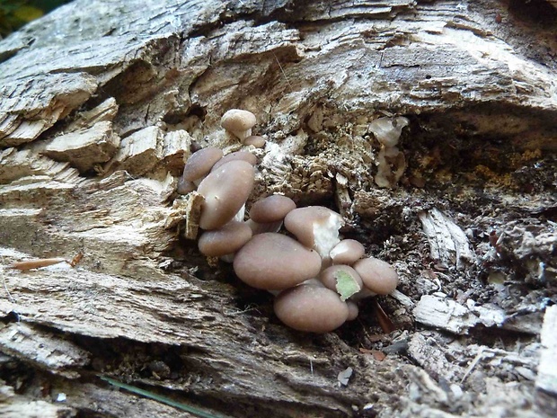 hliva ustricovitá Pleurotus ostreatus (Jacq.) P. Kumm.