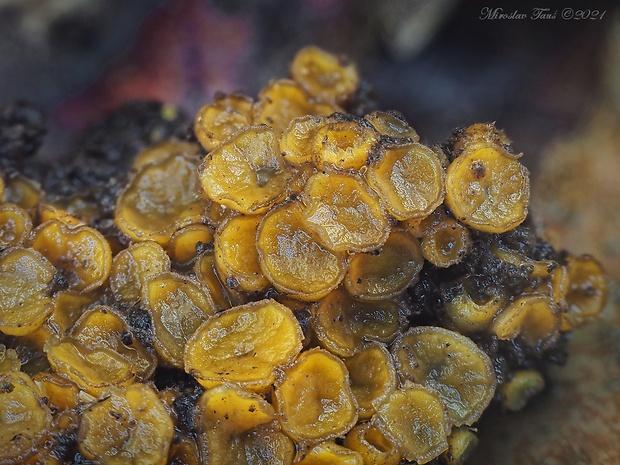 lajnovec Cheilymenia sp.