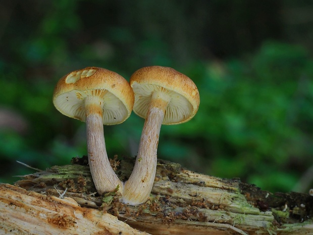 šupinovec nevoňavý Gymnopilus penetrans (Fr.) Murrill