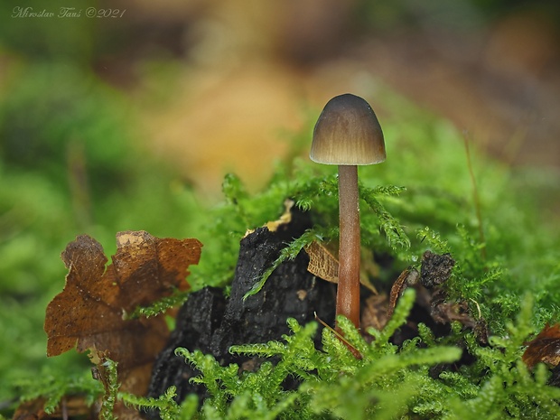 prilbička šafranová Mycena crocata (Schrad.) P. Kumm.