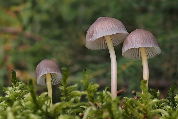 prilbička slizká želatínová Mycena epipterygia var. viscosa (Secr. ex Maire) Ricken