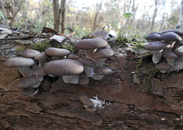 hliva ustricovitá Pleurotus ostreatus (Jacq.) P. Kumm.