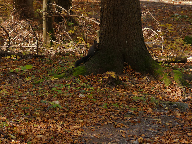 veverička Sciurus vulgaris