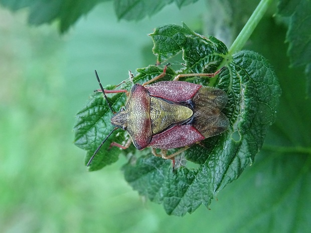 bzdocha menivá Carpocoris pudicus