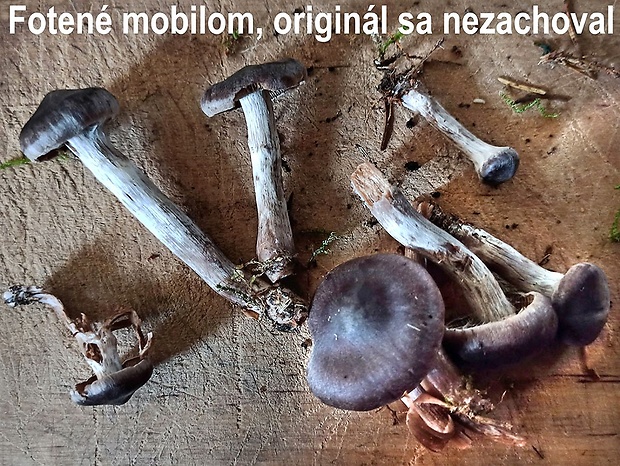 pavučinovec český tenkovýtrusný Cortinarius bohemicus f. bohemicus Carteret & Reumaux