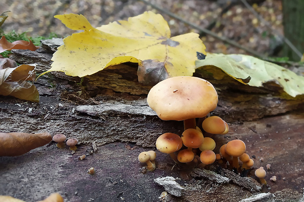 plamienka Flammulina sp.