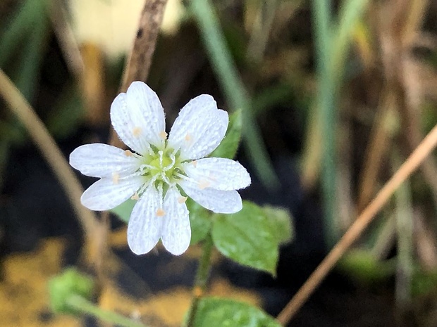 mäkkuľa vodná Myosoton aquaticum (L.) Moench