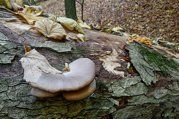 hliva ustricovitá Pleurotus ostreatus (Jacq.) P. Kumm.