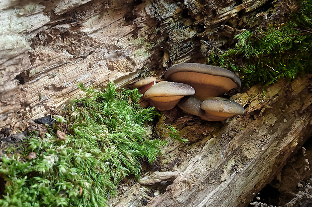 pňovka neskorá Sarcomyxa serotina (Pers.) P. Karst.