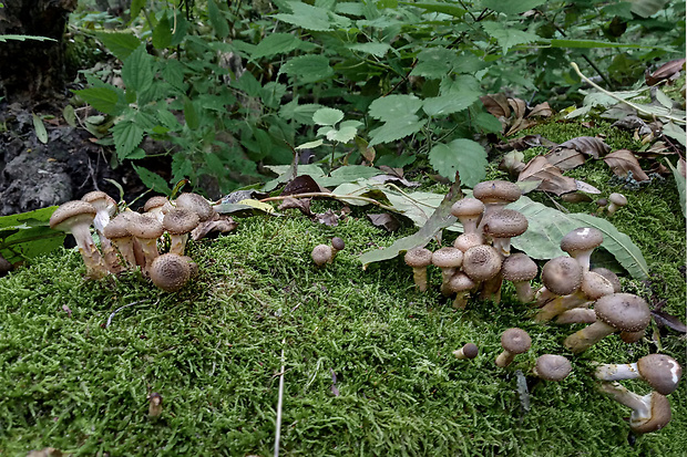 podpňovka obyčajná Armillaria mellea (Vahl) P. Kumm.