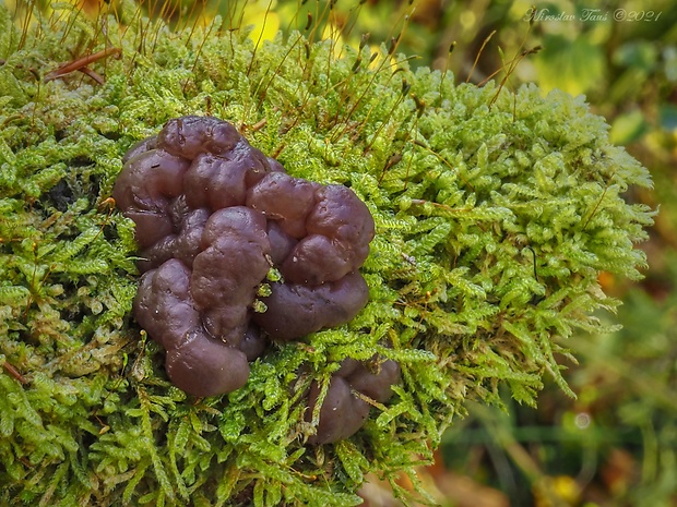 rôsolovka Ascotremella sp.