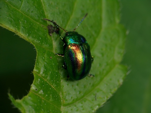 liskavka dúhová Chrysolina fastuosa