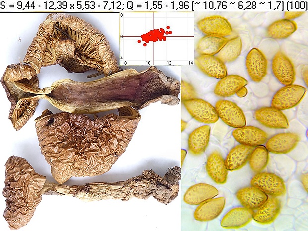 pavučinovec nancyjský krátkovýtrusný Cortinarius nanceiensis var. pseudopercomium Moënne-Locc. & Reumaux