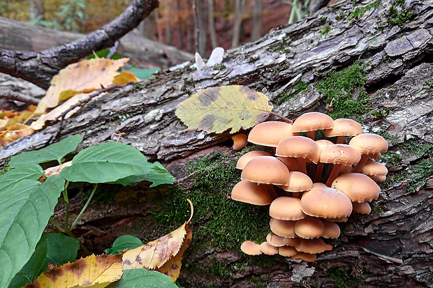 plamienka Flammulina sp.