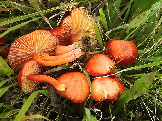 lúčnica šarlátová Hygrocybe coccinea (Schaeff.) P. Kumm.