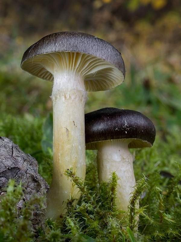 šťavnačka mrazová Hygrophorus hypothejus (Fr.) Fr.