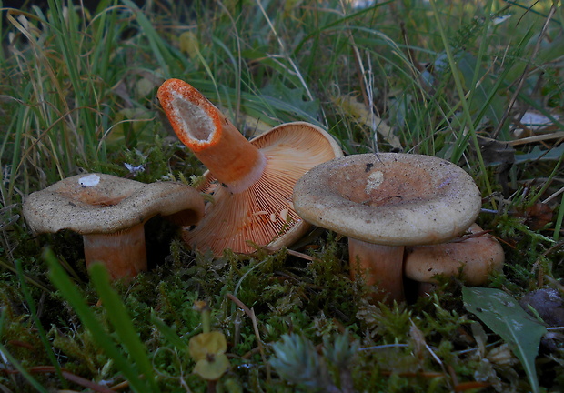 rýdzik smrekový Lactarius deterrimus Gröger