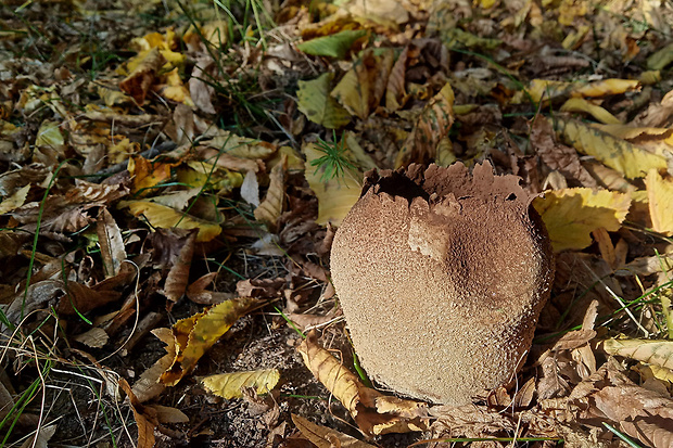 rozpadavec dlabaný Lycoperdon utriforme Bull.