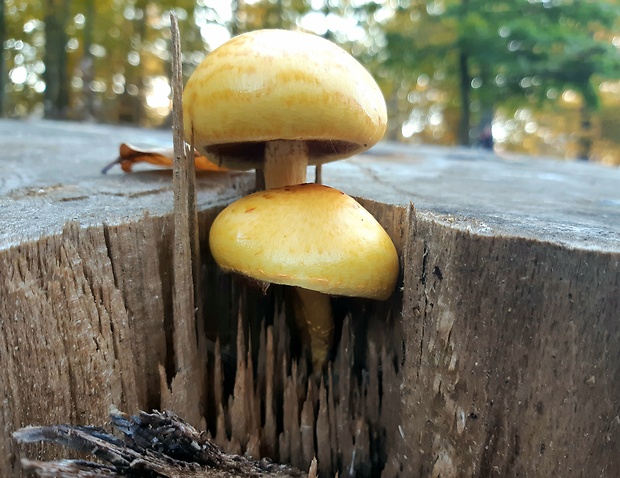 šupinovka Pholiota spumosa (Fr.) Singer