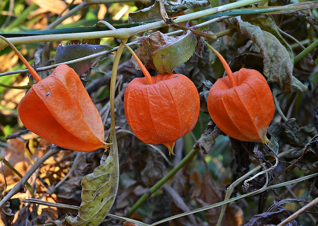 machovka čerešňová Physalis alkekengi L.