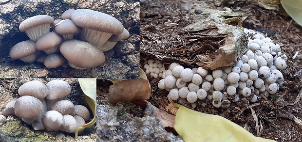 hliva ustricovitá Pleurotus ostreatus (Jacq.) P. Kumm.